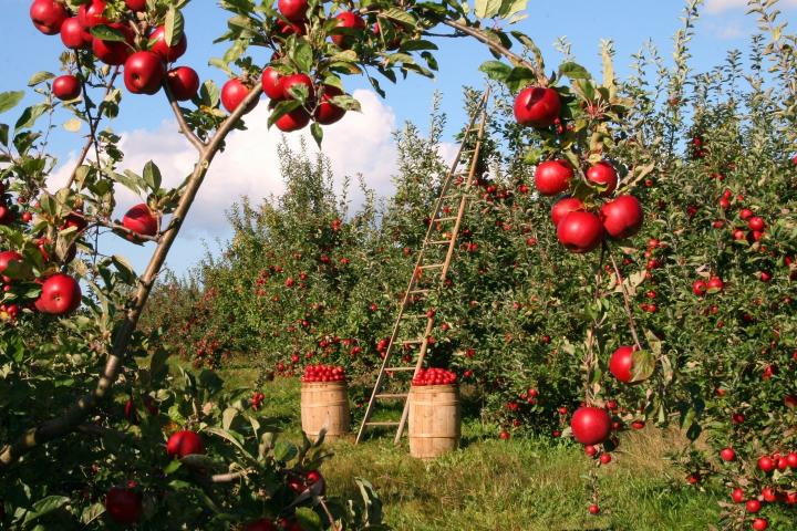 Una orientación más agroecológica para la nueva PAC